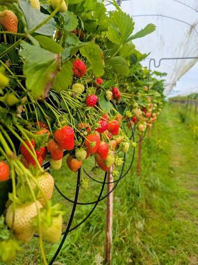 oneills_flowers.jpg ( Oneills Strawberries) oneills flowers